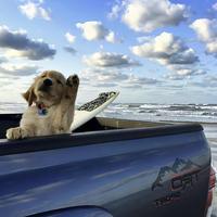 小鹿情感故事文案头像