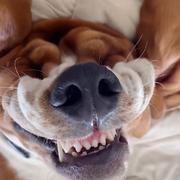 AAA大白狗腿批发吴师傅的个人资料头像