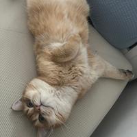 叛逆的猫猫叫墩墩头像