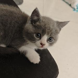 多多和两个酸柠檬头像