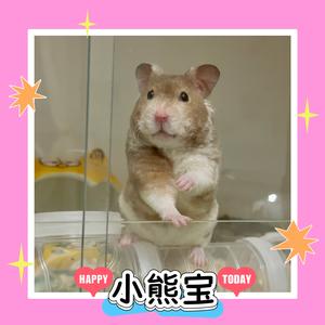 小熊宝头像