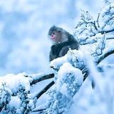 博学多才的雪山飞猴头像