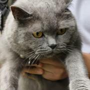 神秘的猪头的个人资料头像