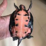 时代养龟头像