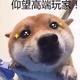 阿呆1535头像