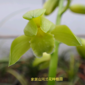 家居山河兰花种植园头像