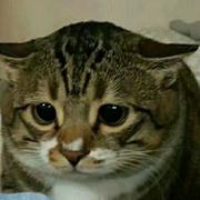 阿白6036的个人资料头像