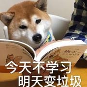 瘦只是一时的的个人资料头像