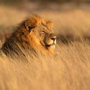 38UUID的个人资料头像