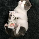 白茶是只小傻猫头像