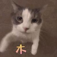 丿野猪丨佩奇头像