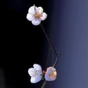 杨涛228的个人资料头像