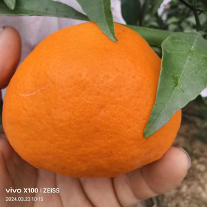 鲜果大叔团购分货仓头像
