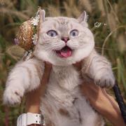 treer的个人资料头像