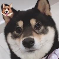 爱吃柴犬的寿司卷头像