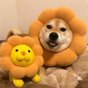 撒上窗台的个人资料头像