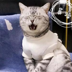 忧郁的猫1W8h头像