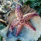 凯不想说话55598的个人资料头像