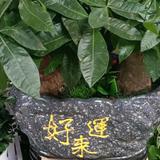 财仔头像