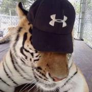 風月虎的个人资料头像