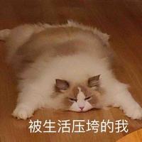 AsakuraKaiju头像