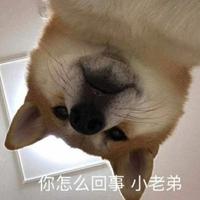 顽强菠萝蜜枣头像