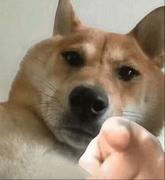 lonely_dog的个人资料头像