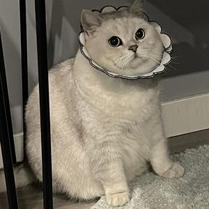 发糕不是糕猪头像