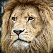 TheOnlyOne的个人资料头像