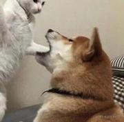 Lemons的个人资料头像