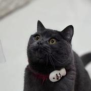 congtianfeng的个人资料头像