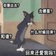 汤1姆杰瑞头像