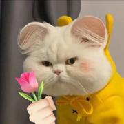 麻辣椒盐美味鸡的个人资料头像