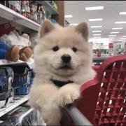 风扬起的思念的个人资料头像