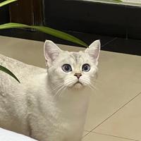 元气少女郭德纲skr头像