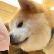 二价亚铁的个人资料头像