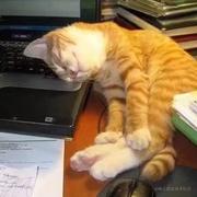 piekenius的个人资料头像