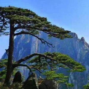 江河酒庄老板（江总）