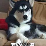 陈宝啦啦头像