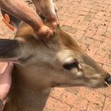 00后养鹿小伙🦌头像