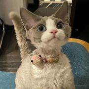 你说什么我听不清的个人资料头像