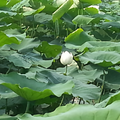胡HU头像