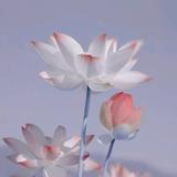 许愿是种习惯头像
