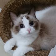 星星撞树的个人资料头像