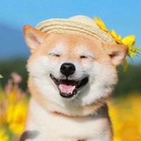 爱躺才会赢HH头像