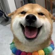 稳稳的幸福_的个人资料头像