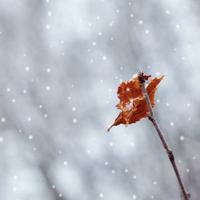 决明子不开花头像