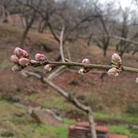 溧阳果树种植头像