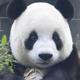 烟台大熊猫 · FORESTER森林人车主·车龄10年头像
