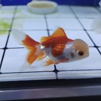 悬浮的小兰寿头像